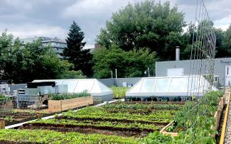 For most of the plants, a system substrate depth of 20 cm is sufficient, however, certain types of plants with deeper roots thrive in the raised beds with up to 60 cm substrate depth. © Avling Roof garden with vegetable patches